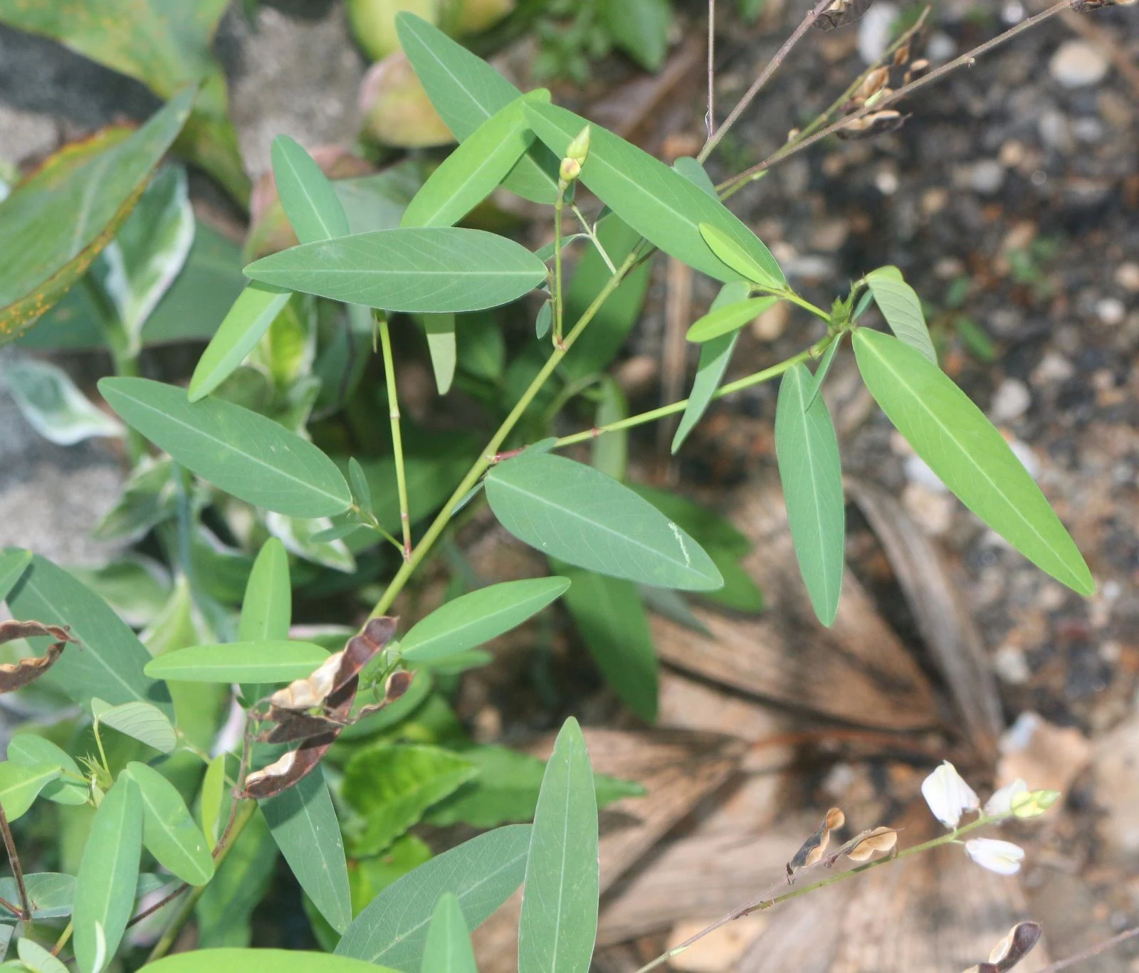 Dancing Plant